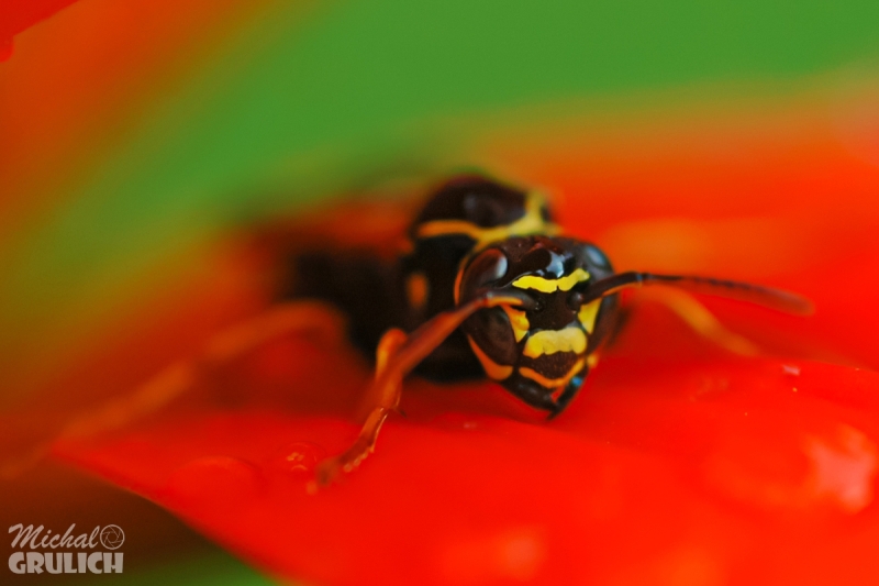 dsc_8937small